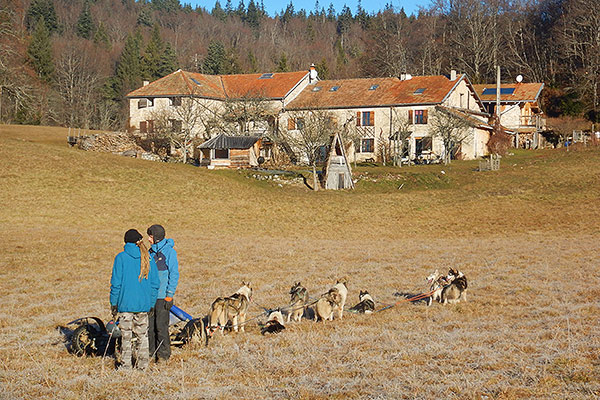 Chiens de traîneau en automne